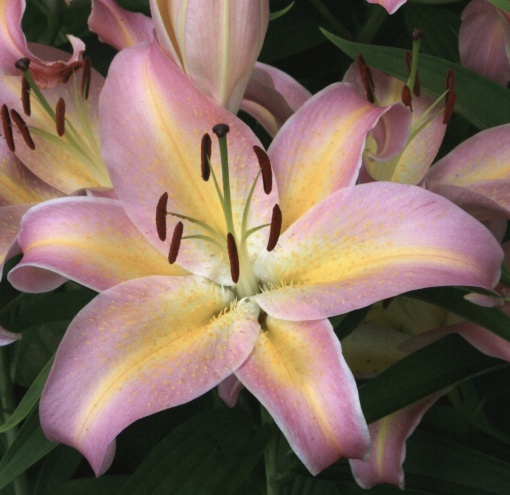 Bulb Crin Hocus Pocus – Pachet 1 Bulb