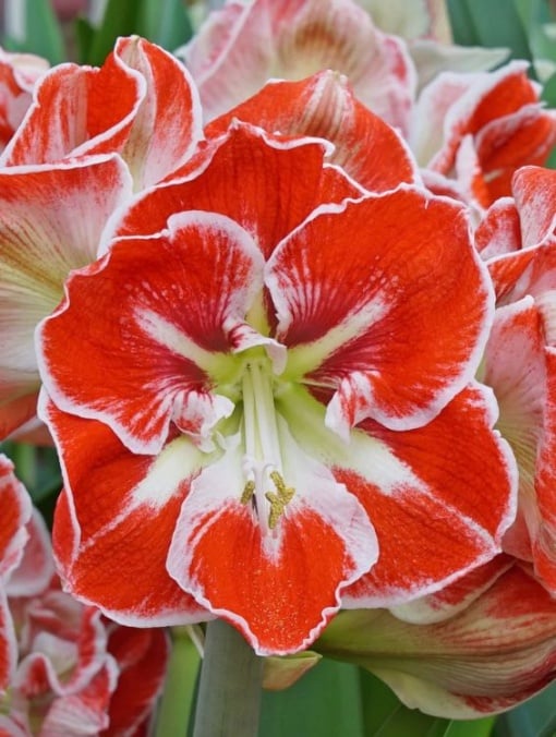 Bulbi Amaryllis - Samba - Aqua Flowers