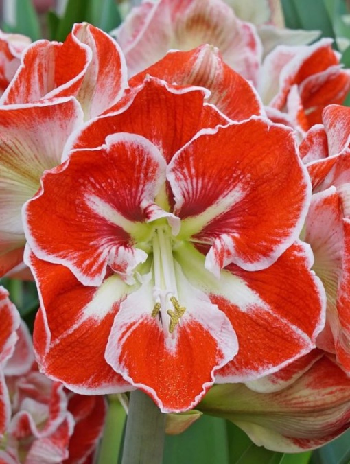Bulbi Amaryllis - Samba