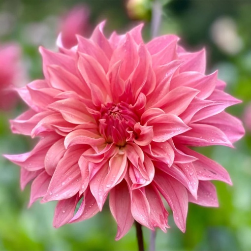 Bulbi Dalia - Carlos Watermelon - Pachet 1 bulb