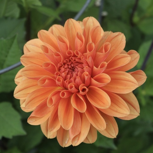 Bulbi Dalia - Orange Pitica - Pachet 1 bulb - Aqua Flowers