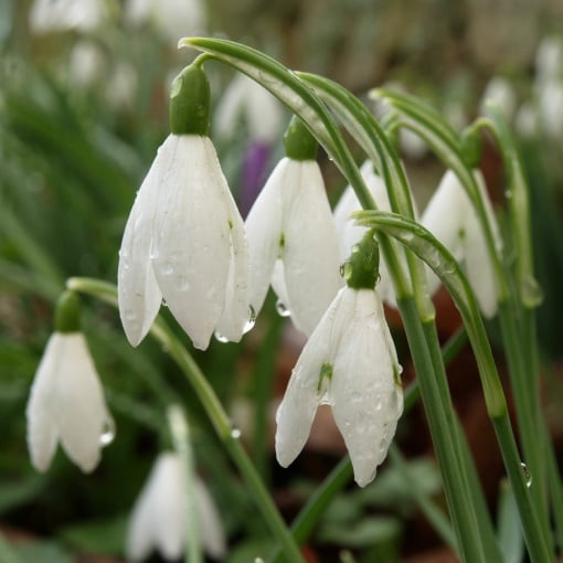 Bulbi Ghiocei - Galanthus Mount Everest – Pachet 5 Bulb - Aqua Flowers