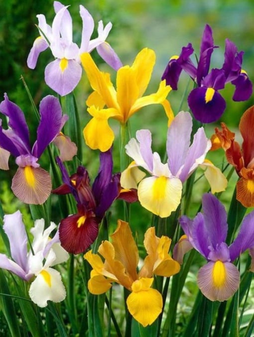 Bulbi Iris Hollandica - Iris Mixt (10 bulbi) - Aqua Flowers