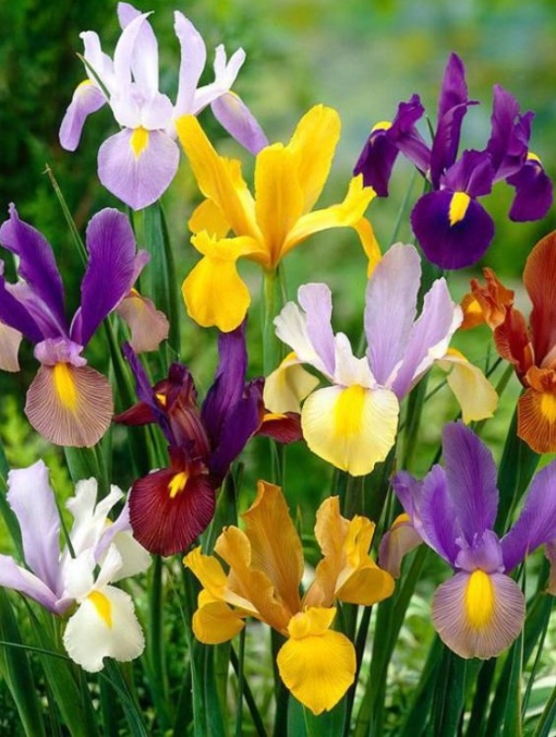 Bulbi Iris Hollandica - Iris Mixt Pachet 10 Bulbi