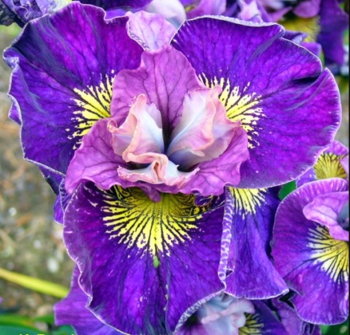Bulbi Iris Sibirica - On Mulberry Street – Pachet 1 Bulb - Aqua Flowers