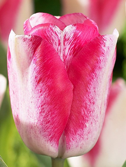 Bulbi Lalele Mata Hari – Pachet 5 Bulbi