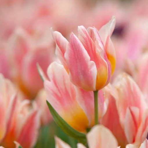 Bulbi Lalele Quebec – Pachet 5 Bulbi