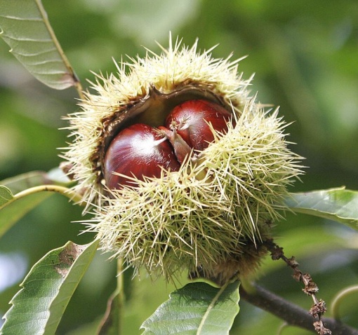 Castan Comestibil Melivoias - Anul 2-3 - Înălţime la livrare 170-190 cm