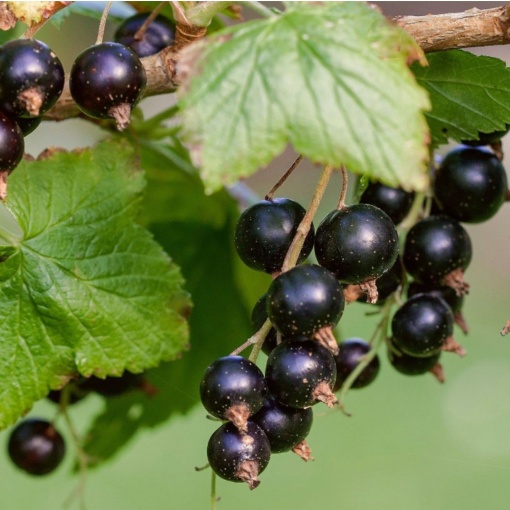 Coacăz Negru - Pom Productiv in ghiveci 2L pe rod