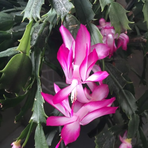 Crăciunel Mix 3 Bucăți Roz - Pink - Schlumbergera la Ghiveci, Înălțime 20-25 cm - Aqua Flowers