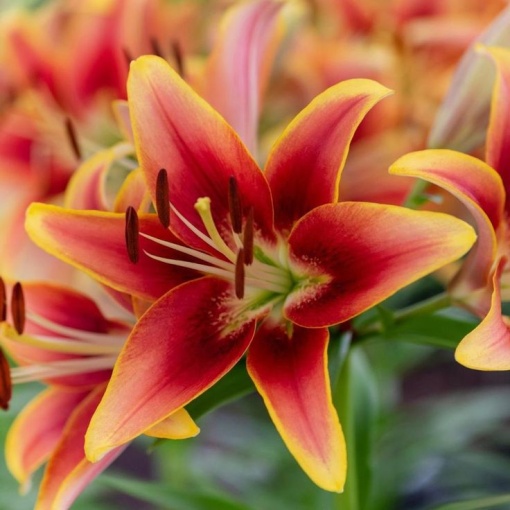 Crin Holland Beauty – Pachet 1 Bulb