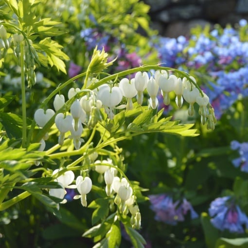 Dicentra - Spectabilis Alba – Pachet 1 Rădăcină - Aqua Flowers