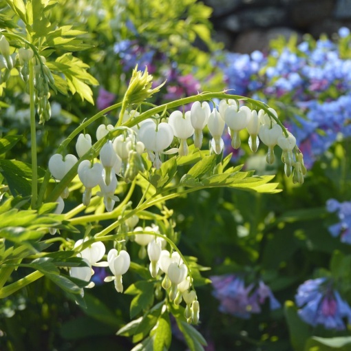 Dicentra - Spectabilis Alba – Pachet 1 Rădăcină