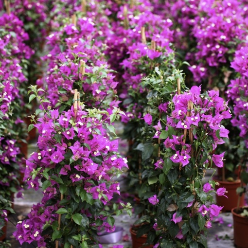 Floare terasă/balcon - Floarea de Hartie (Bougainvillea sanderiana) – Mov – Ghiveci 2L - Aqua Flowers