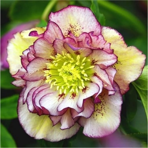 Helleborus - Spânz - Double Picotee – Pachet 1 Rădăcină - Aqua Flowers