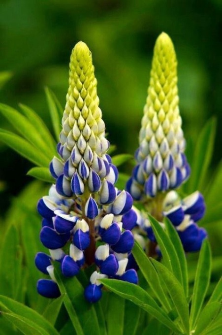 Lupinus - King Blue White – Pachet 1 Rădăcină - Aqua Flowers