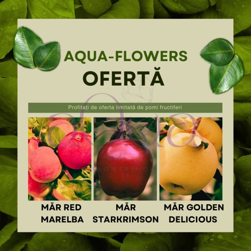 Ofertă! Măr Golden Delicious Măr Red Melba și Măr Starkrimson - Rădăcină Ambalată - Aqua Flowers