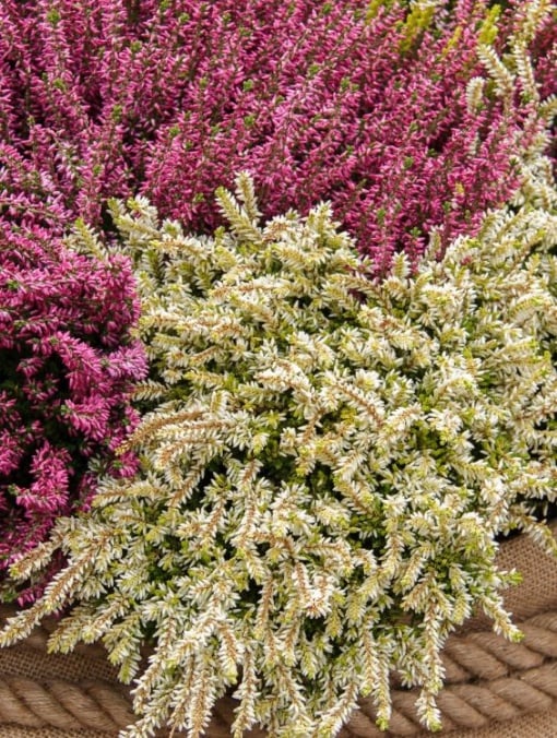 Plantă decorativă - Erica - Aqua Flowers