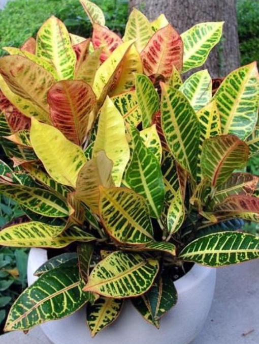 Plantă interior - Croton - Ghiveci 1L