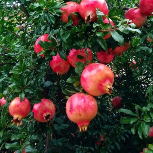 Rodiu Punica granatum – Ghiveci 2L