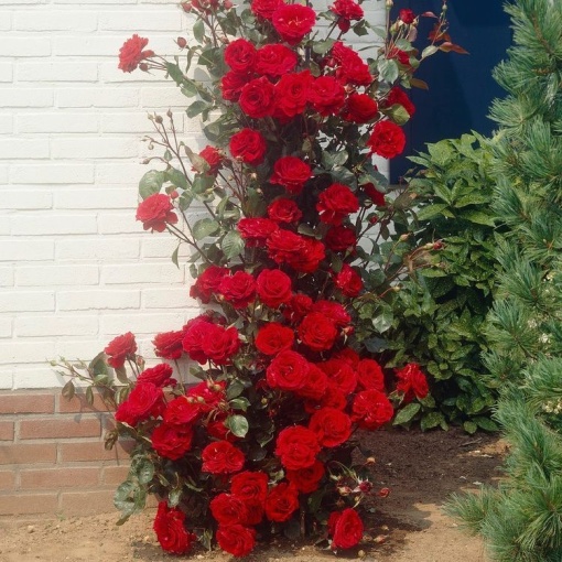 Trandafiri cățărător - Dolar - Ghiveci 3L - Aqua Flowers