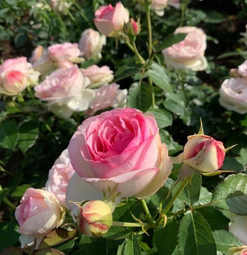 Trandafiri cățǎrători - Eden Rose - Rădăcină Ambalată - Aqua Flowers