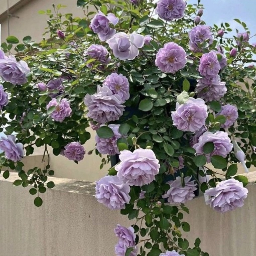 Trandafiri cățǎrători - Indigoleta - Ghiveci 2L - Aqua Flowers