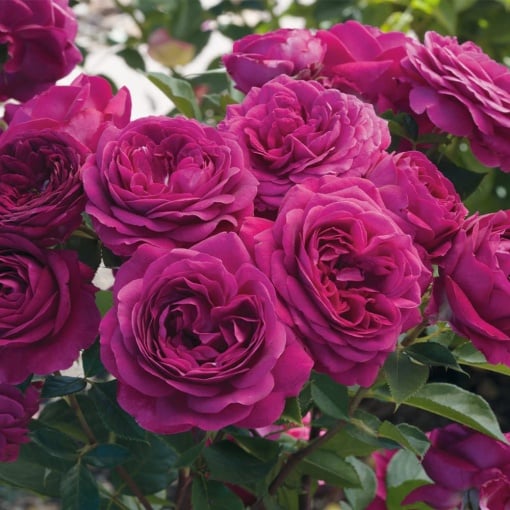 Trandafiri Floribunda - Aqua Flowers