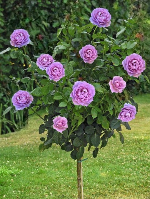 Trandafiri pomișori - Aqua Flowers