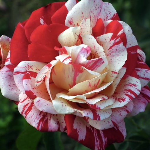 Trandafiri teahibrizi - White Red - Butaș împachetat - Aqua Flowers