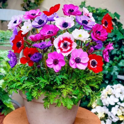 Anemone - De Caen Mixed – Pachet 20 bulbi