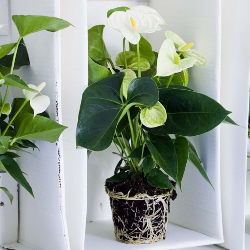 Anthurium An. Alpine - Alb – Ghiveci