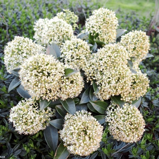 Arbust - Liliac Japonez – Skimmia Japonica White – Ghiveci