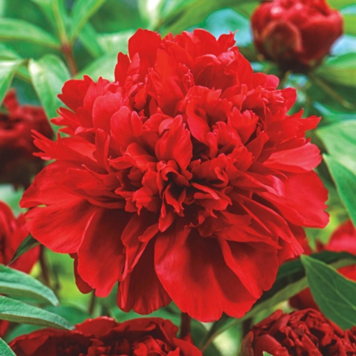 Arbust ornamental - Bujor arbustiv Wu Jin Yao Hui (Shining Black Gold) - ghiveci 3L - Aqua Flowers