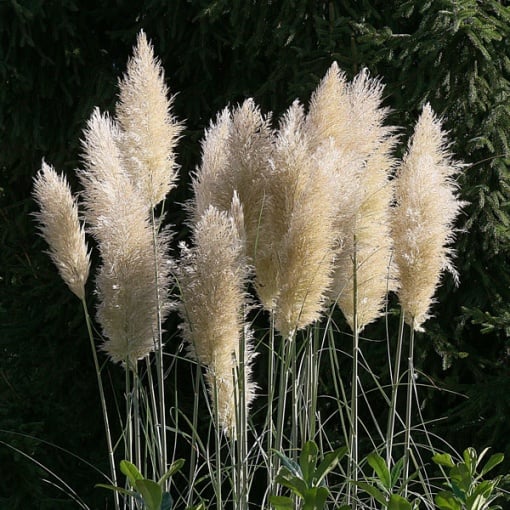 Arbust ornamental - Iarbă de Pampas Alba - Cortaderia Silver - ghiveci 2L - Aqua Flowers - Img 1