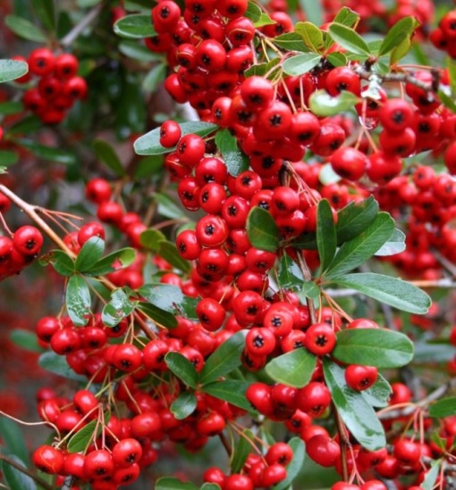 Arbust ornamental - Pyracantha coccinea ‘Red Column’ - Ghiveci 2L - Aqua Flowers