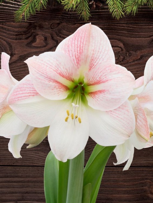 Bulbi Amaryllis - Apple blossom - Aqua Flowers