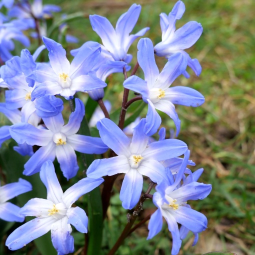 Bulbi Chionodoxa - Forbesii – 5 bulbi