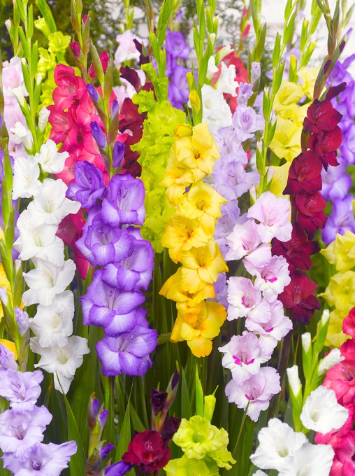Bulbi Gladiole - Deluxe Mix – Pachet 20 Bulb