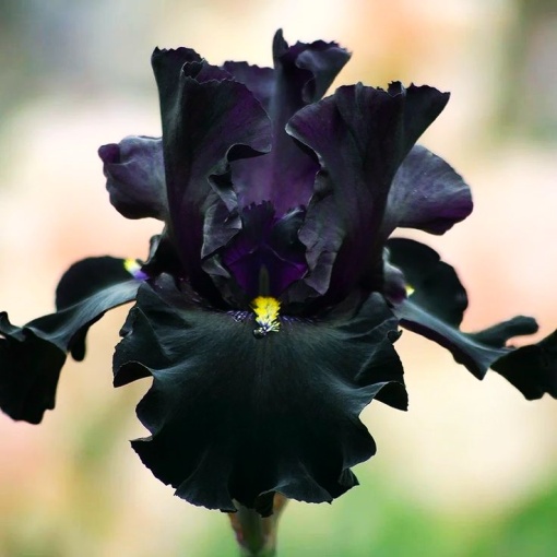 Bulbi Iris Germanica - Black – Pachet 1 Bulb
