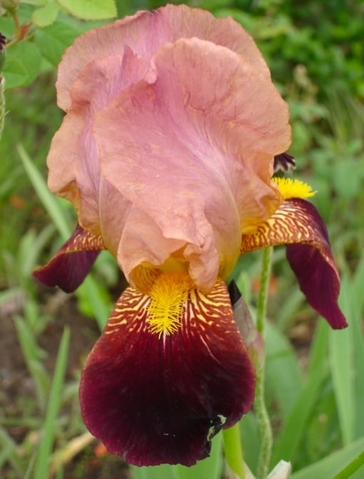 Bulbi Iris Germanica - Cimarron Strip – Pachet 1 Bulb - Aqua Flowers