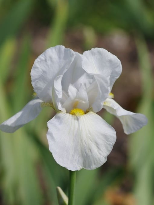 Bulbi Iris Hollandica - White / Yellow (5 bulbi) - Aqua Flowers