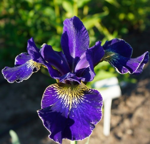 Bulbi Iris Sibirica - Golden Edge – Pachet 1 Bulb - Aqua Flowers