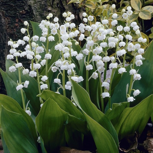 Bulbi Lacramioare - Lily of the Valley – Pachet 5 Bulb