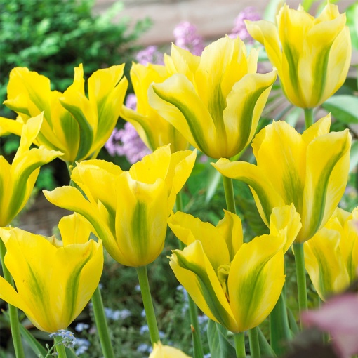 Bulbi Lalea Yellow Spring Green – Pachet 3 Bulbi
