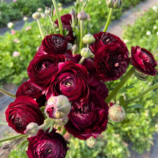 Bulbi Ranunculus - Viola - Pachet 10 Bulbi