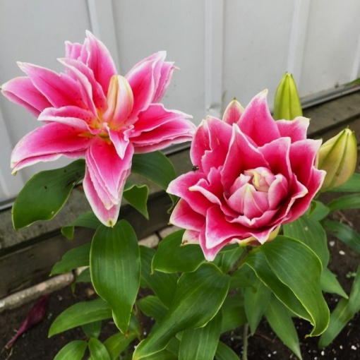 Crin Double Surprise – Pachet 1 Bulb