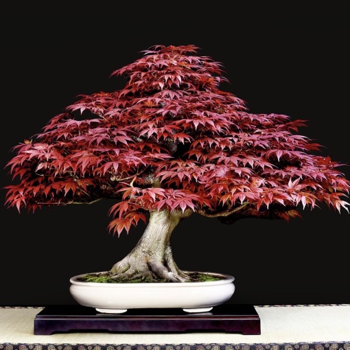 Ficus Bonsai Acer - Artar Japonez - Aqua Flowers