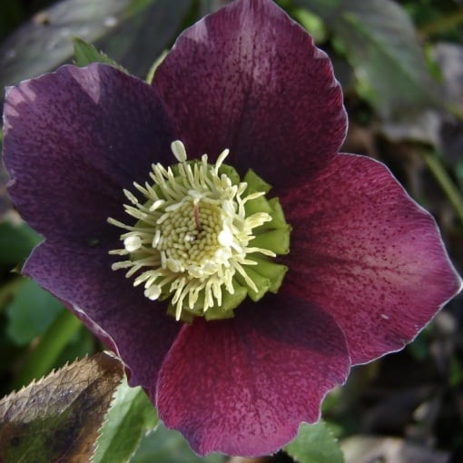 Helleborus - Spânz - Purpurascens – Pachet 1 Rădăcină - Aqua Flowers