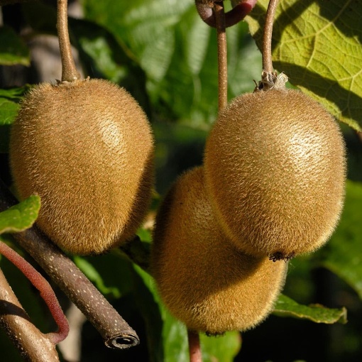 Kiwi Actindia Deliciosa